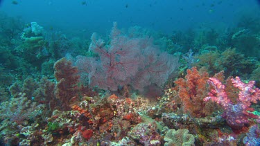 track past gorgonian coral