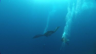 Diver with Manta Ray swimming towards camera