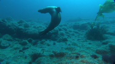Seal swimming along ocean floor hunting for food pan to seal biting tripod setup on ocean floor