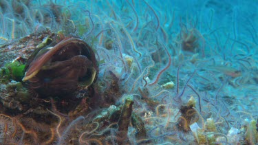 Pike blenny displaying to each other to keep territory