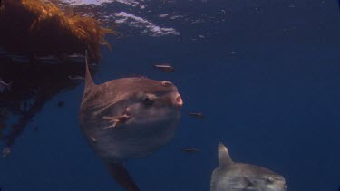 Ocean sunfish .