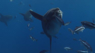 Ocean sunfish .
