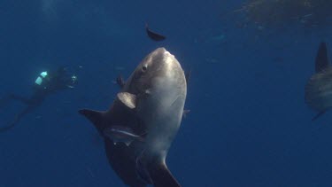 Ocean sunfish . See size difference with much smaller fish.