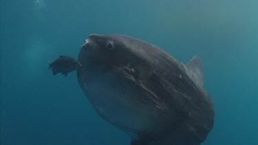 Ocean sunfish .Scuba diver with ocean sunfish