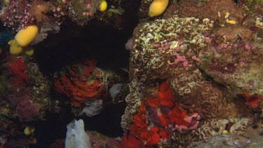 Angelfish pair swimming close to coral