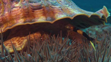 Cone Shell snail moving along ocean floor, cu details foot and head, eye