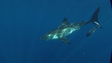 Great White Shark swims to camera