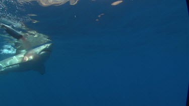 Great White Shark swims to camera