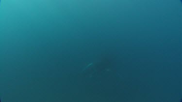 Northern humpback whale and calf come towards camera up from the deep water