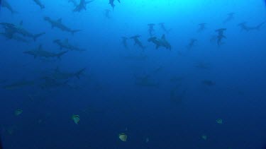 Hammerhead shark school swim in silhouette above camera