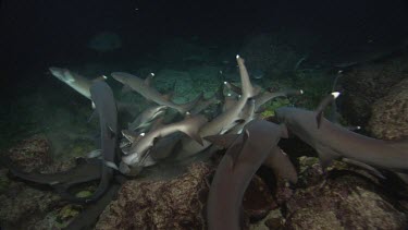 Large school of white tipped reef sharks feeding frenzy