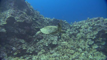 Turtle swimming with school of black fish feeding off its back