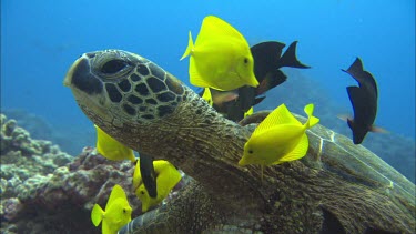 Bright yellow and black fish eat parasites off turtle