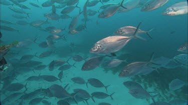 Great White Shark swimming through school of silvery fish. Eye