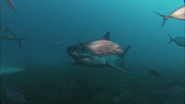 Great White Shark swimming through school of silvery fish.