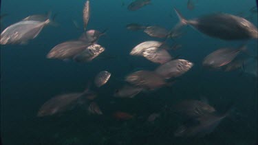 Great White Shark swimming through school of silvery fish.