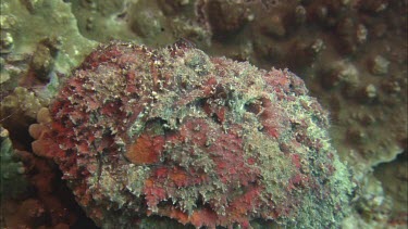 stone fish, reddish looking dormant on coral reef. Can see it breathing slowly.