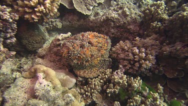 stone fish, reddish looking dormant on coral reef. Can see it breathing slowly.