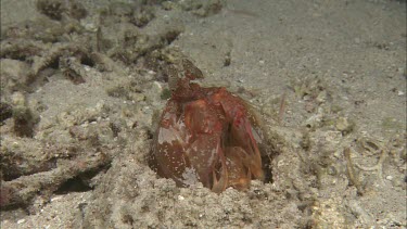Stomatopod. Tiger mantis shrimp waiting for prey