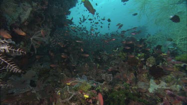 Coral reef seascapes small  tropical fish schools swarm