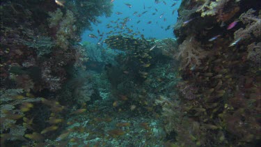 Coral reef seascapes  schools of small fish