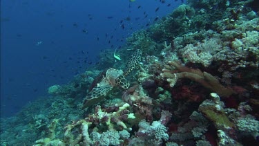 Hawkesbill Turtle feeding on Sponges.