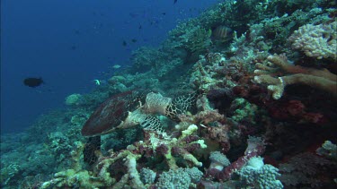 Hawkesbill Turtle feeding on Sponges.