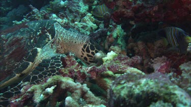 Hawkesbill Turtle feeding on Sponges.