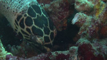 Hawkesbill Turtle feeding on Sponges.