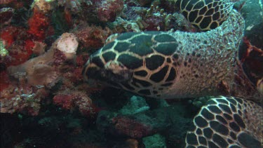 Hawkesbill Turtle feeding on Sponges.