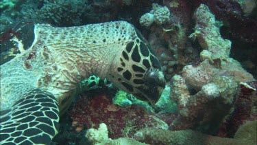 Hawkesbill Turtle feeding on Sponges.