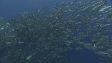 Huge school of small fish, swarming, gathering together.
