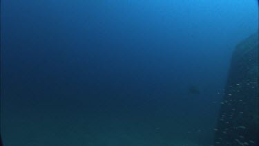 Sandbar shark on shipwreck swimming slowly.