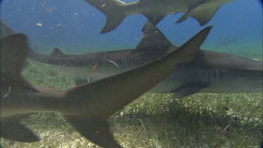 Tiger shark and lemon sharks swimming over sea grass.