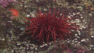 Sea Urchin (that wolf eel feeds upon).