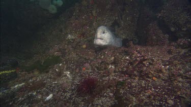 Wolf eel feeding upon sea urchin
