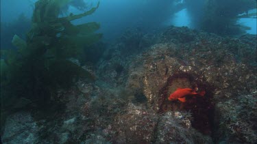 Garibaldi. Garibaldi damselfish. At mouth of nest.