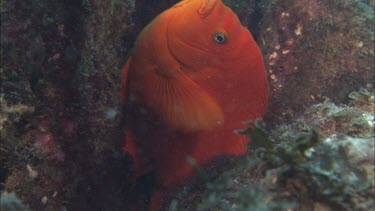 Garibaldi. Garibaldi damselfish. At mouth of nest. Breeding pair.