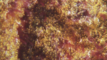 Garibaldi. Garibaldi damselfish. Eggs in nest close up