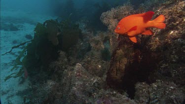 Garibaldi. Garibaldi damselfish. At mouth of nest. Breeding pair.