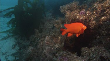 Garibaldi. Garibaldi damselfish. At mouth of nest. Breeding pair.