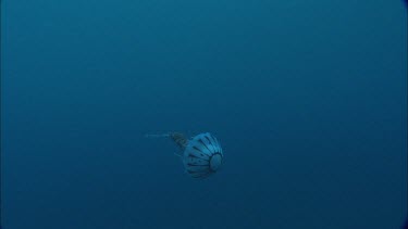 Purple stripe Jellyfish (pelagia) . Purple-striped jellyfish.