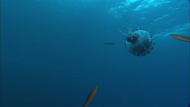 Purple stripe Jellyfish (pelagia) . Purple-striped jellyfish.