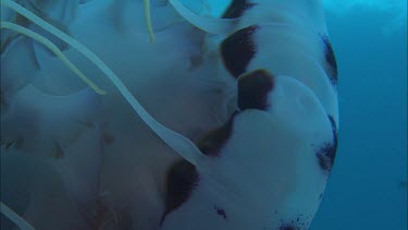 Garibaldi damselfish feeding on purple stripe jellyfish