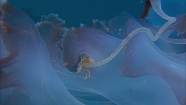 little crab hitching a ride on purple striped jellyfish