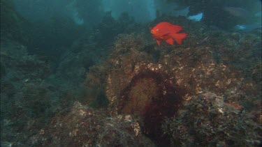 Garibaldi damselfish protecting eggs by removing sea urchin from proximity of nest.