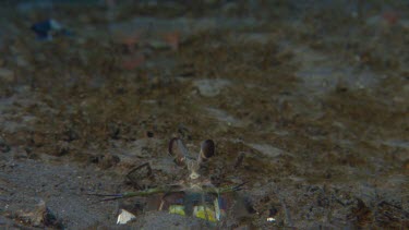 Mantis shrimp threat display