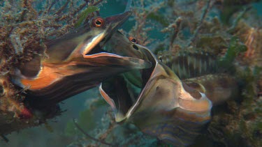 Pike Blenny mouth fighting threat display.