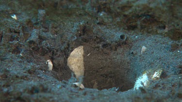 Mantis shrimp emerges from burrow on sandy sea floor.