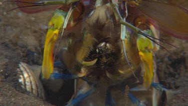 Mantis shrimp handling mussel shell.